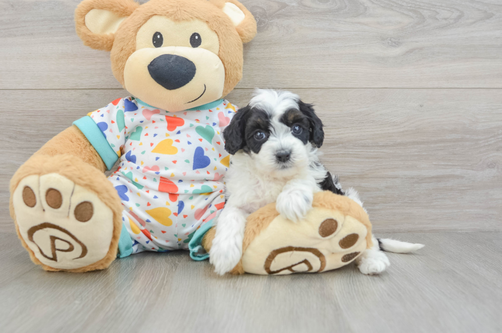 8 week old Cavapoo Puppy For Sale - Pilesgrove Pups
