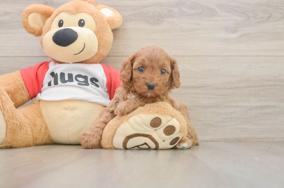 5 week old Cavapoo Puppy For Sale - Pilesgrove Pups
