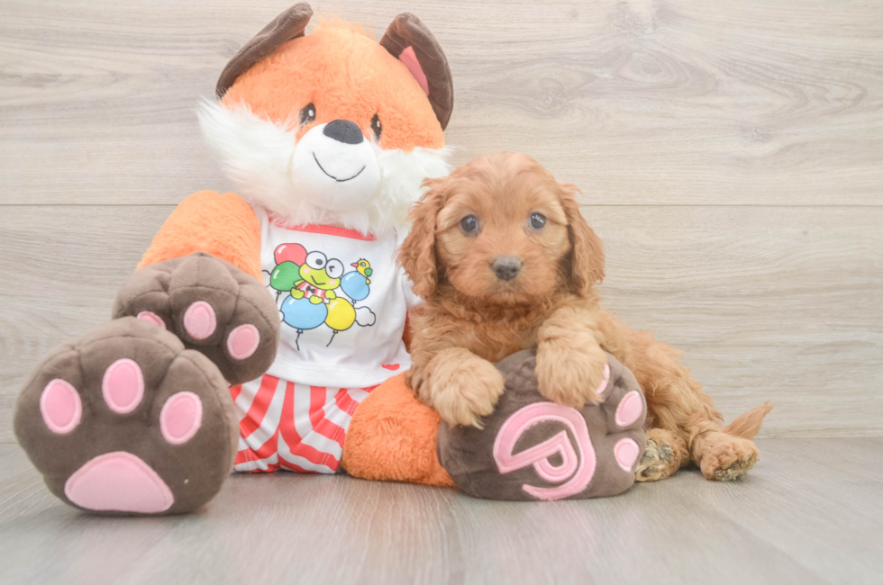 6 week old Cavapoo Puppy For Sale - Pilesgrove Pups