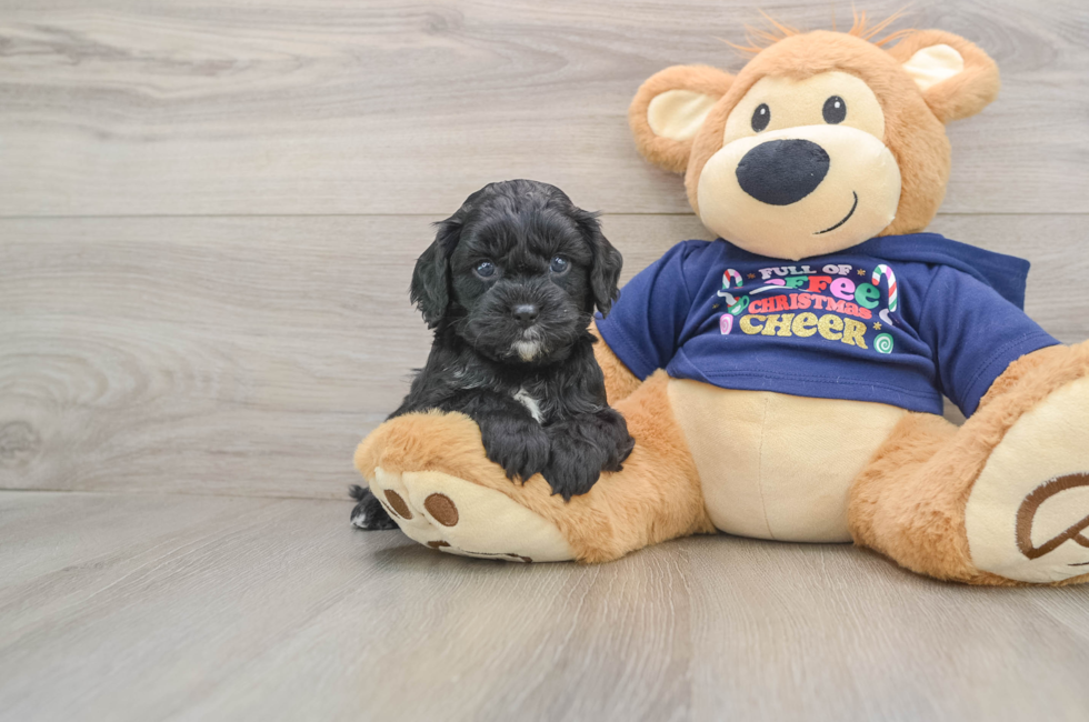 5 week old Cavapoo Puppy For Sale - Pilesgrove Pups
