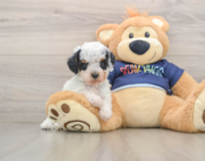 7 week old Cavapoo Puppy For Sale - Pilesgrove Pups