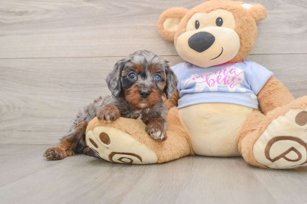Cavapoo Pup Being Cute