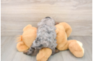 Cavapoo Puppy for Adoption