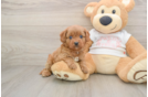 Little Cavipoo Poodle Mix Puppy