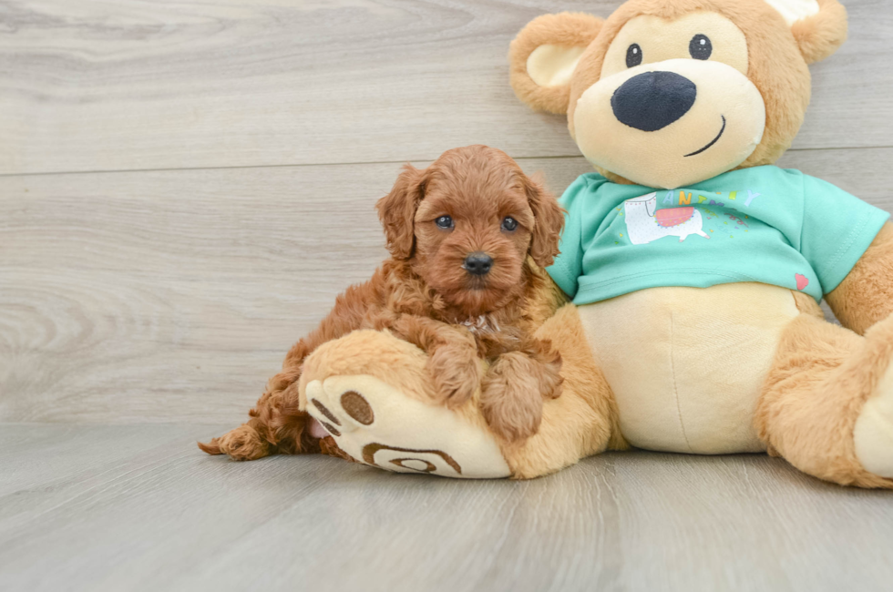 6 week old Cavapoo Puppy For Sale - Pilesgrove Pups