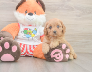 9 week old Cavapoo Puppy For Sale - Pilesgrove Pups
