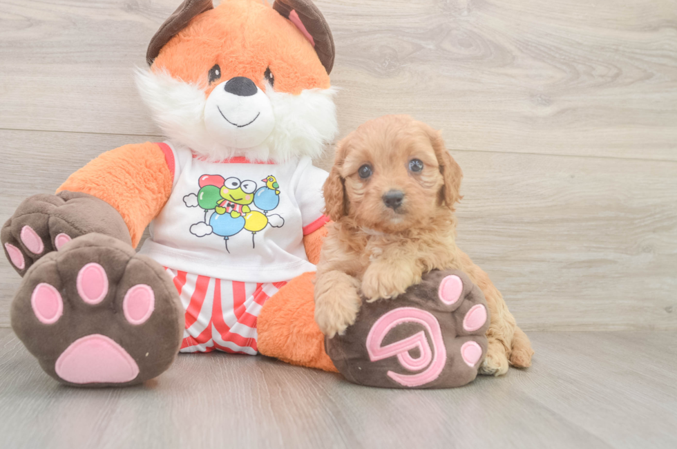 6 week old Cavapoo Puppy For Sale - Pilesgrove Pups