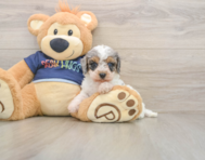 7 week old Cavapoo Puppy For Sale - Pilesgrove Pups