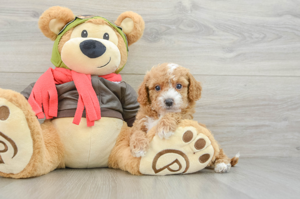 7 week old Cavapoo Puppy For Sale - Pilesgrove Pups