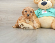 8 week old Cavapoo Puppy For Sale - Pilesgrove Pups