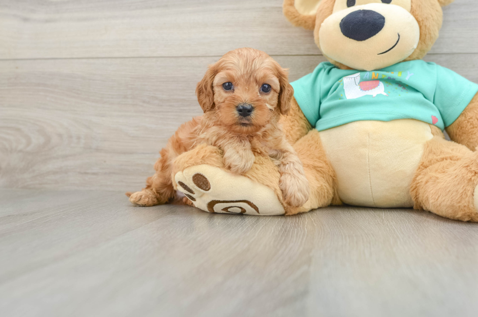 6 week old Cavapoo Puppy For Sale - Pilesgrove Pups