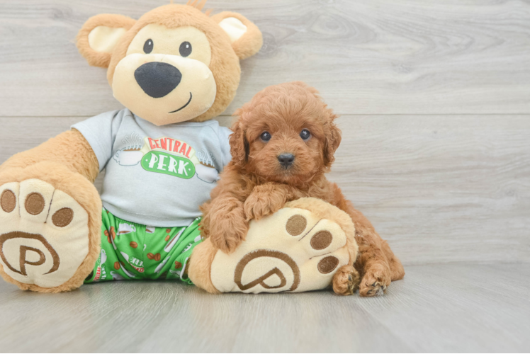 Cavapoo Pup Being Cute