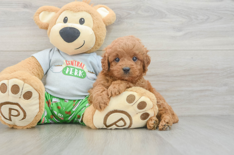 6 week old Cavapoo Puppy For Sale - Pilesgrove Pups