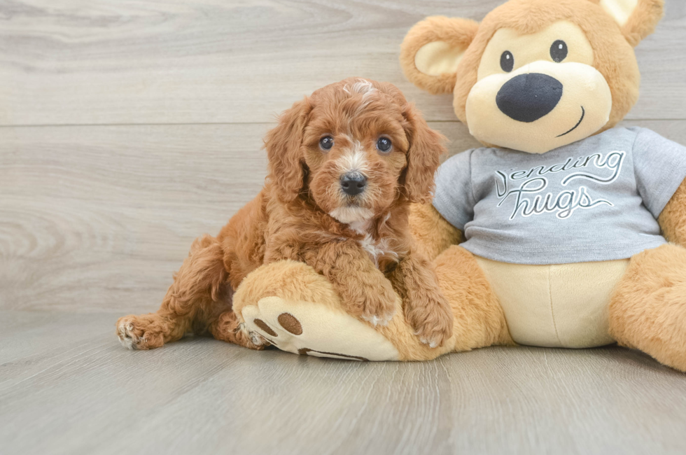 6 week old Cavapoo Puppy For Sale - Pilesgrove Pups