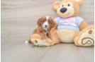 Cavapoo Puppy for Adoption