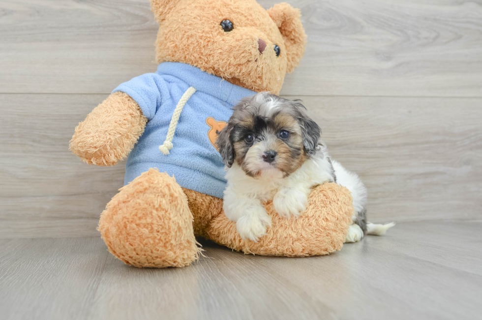 7 week old Cavapoo Puppy For Sale - Pilesgrove Pups