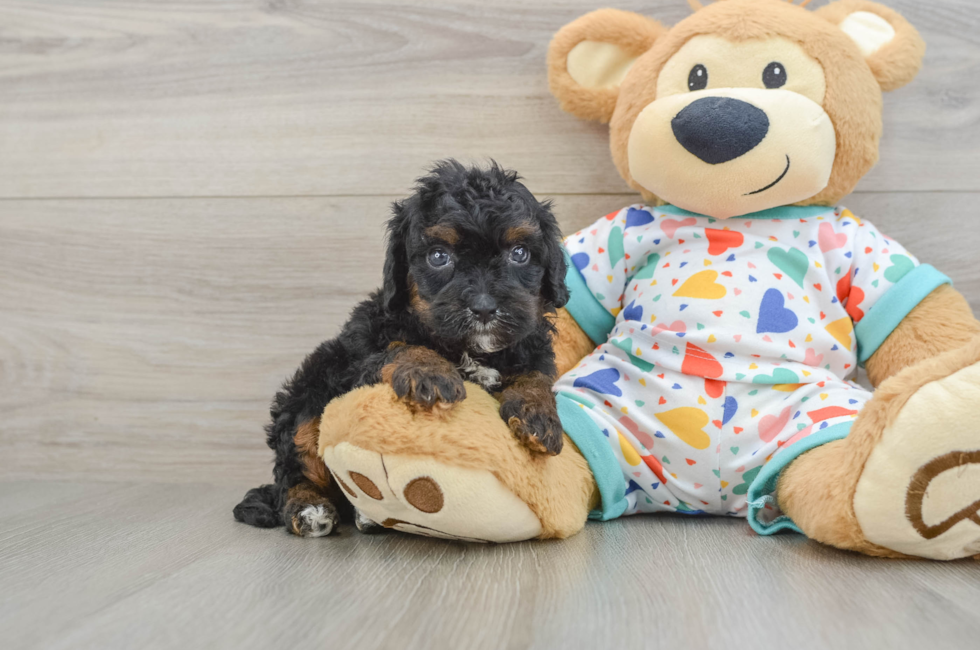 8 week old Cavapoo Puppy For Sale - Pilesgrove Pups