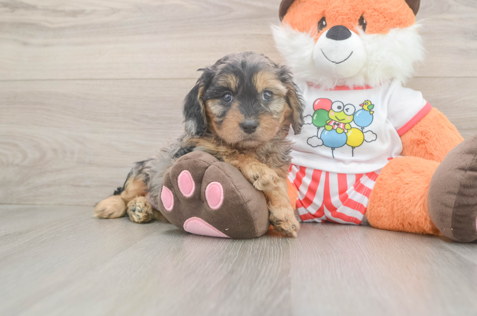 6 week old Cavapoo Puppy For Sale - Pilesgrove Pups