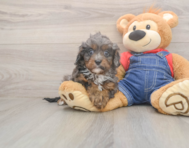 7 week old Cavapoo Puppy For Sale - Pilesgrove Pups