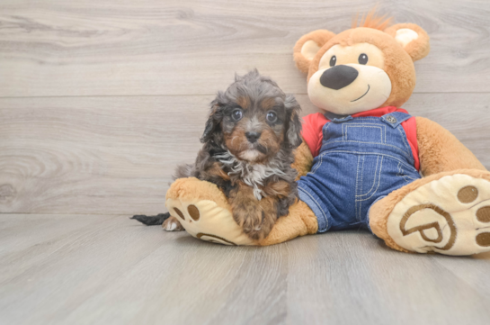 5 week old Cavapoo Puppy For Sale - Pilesgrove Pups Cavapoo Pup Being Cute