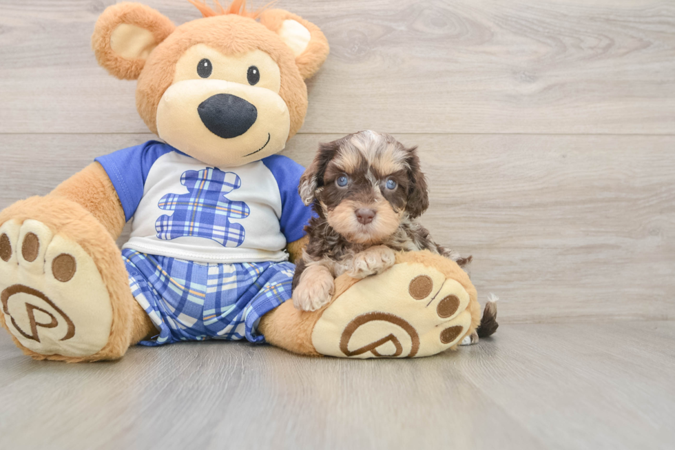 Playful Cavapoodle Poodle Mix Puppy