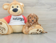 7 week old Cavapoo Puppy For Sale - Pilesgrove Pups