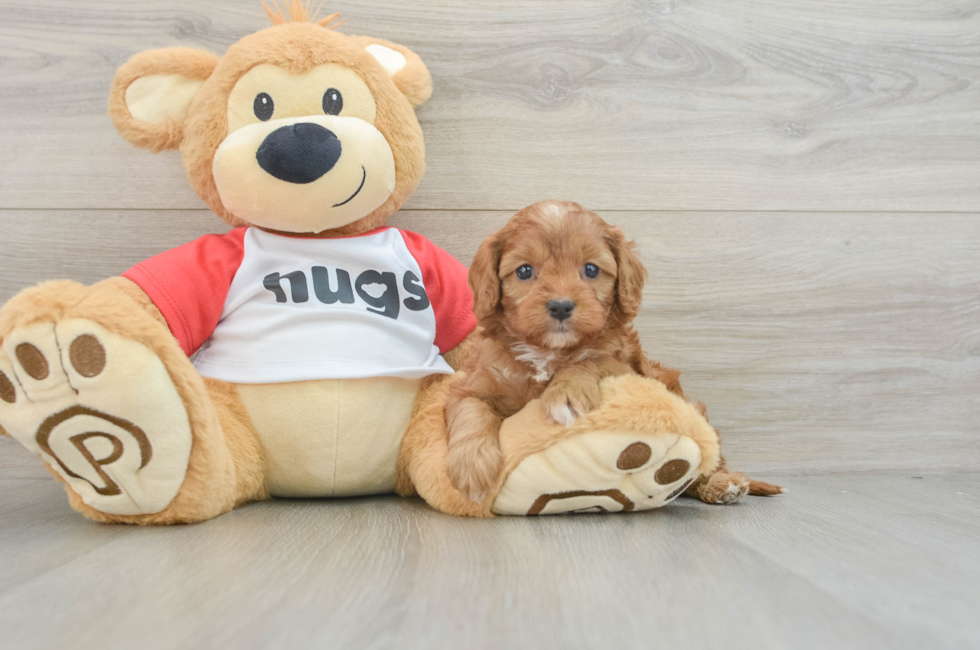 7 week old Cavapoo Puppy For Sale - Pilesgrove Pups