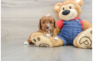 Playful Cavapoodle Poodle Mix Puppy