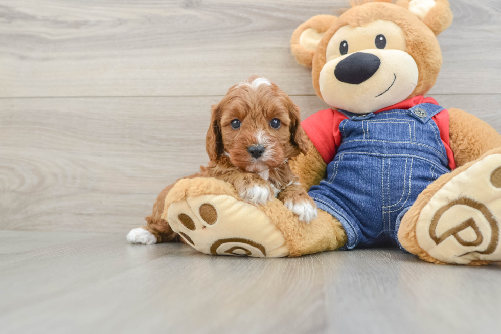 Playful Cavapoodle Poodle Mix Puppy