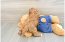 Cavapoo Puppy for Adoption