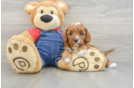 Adorable Cavalier King Charles Spaniel and Poodle Mix Poodle Mix Puppy