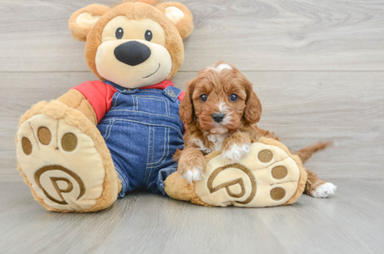 Adorable Cavalier King Charles Spaniel and Poodle Mix Poodle Mix Puppy
