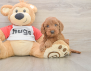8 week old Cavapoo Puppy For Sale - Pilesgrove Pups