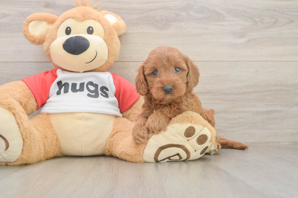 6 week old Cavapoo Puppy For Sale - Pilesgrove Pups