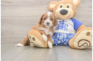 Smart Cavapoo Poodle Mix Pup