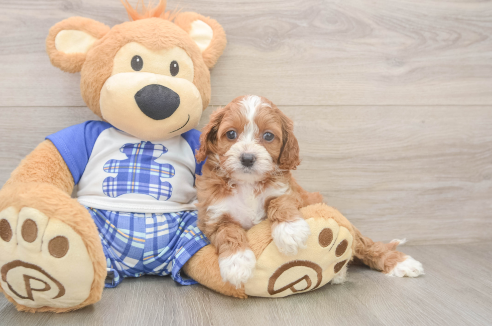 5 week old Cavapoo Puppy For Sale - Pilesgrove Pups