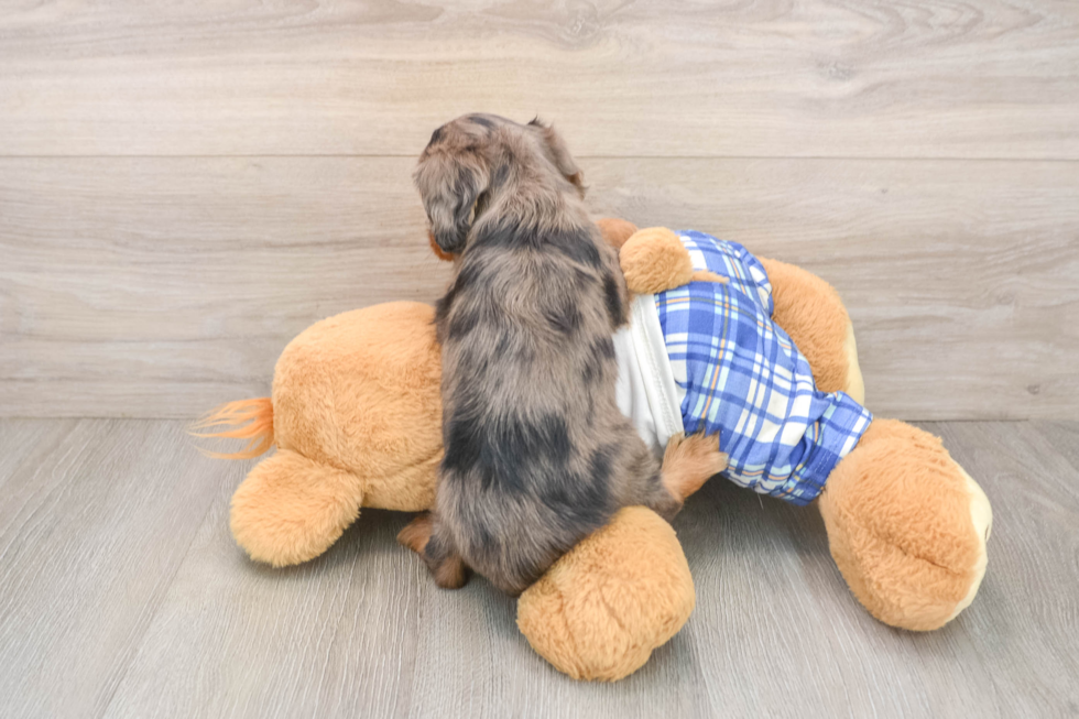 Cavapoo Puppy for Adoption