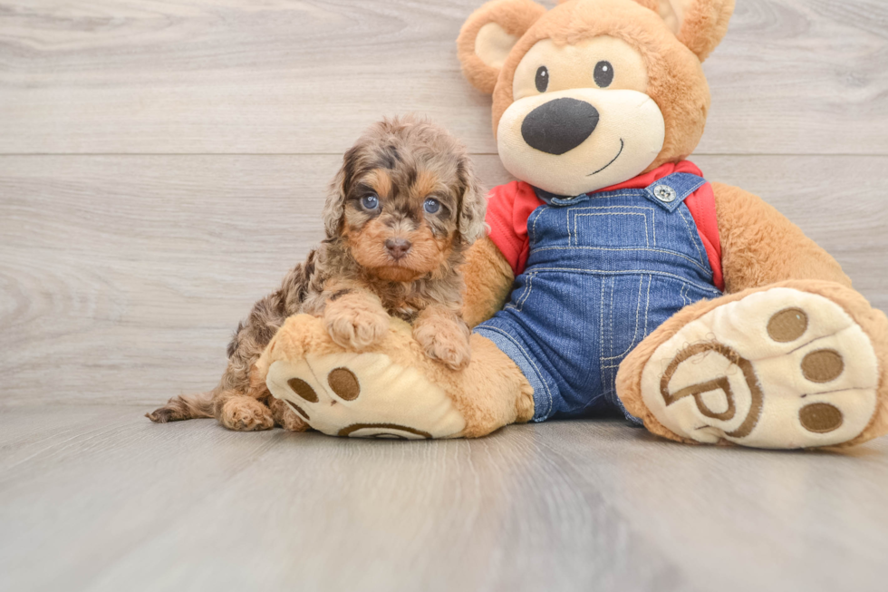 Happy Cavapoo Baby