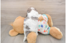 Hypoallergenic Cavadoodle Poodle Mix Puppy