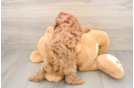 Best Cavapoo Baby