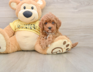7 week old Cavapoo Puppy For Sale - Pilesgrove Pups