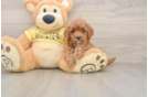 Popular Cavapoo Poodle Mix Pup