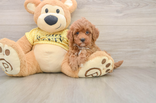 Popular Cavapoo Poodle Mix Pup