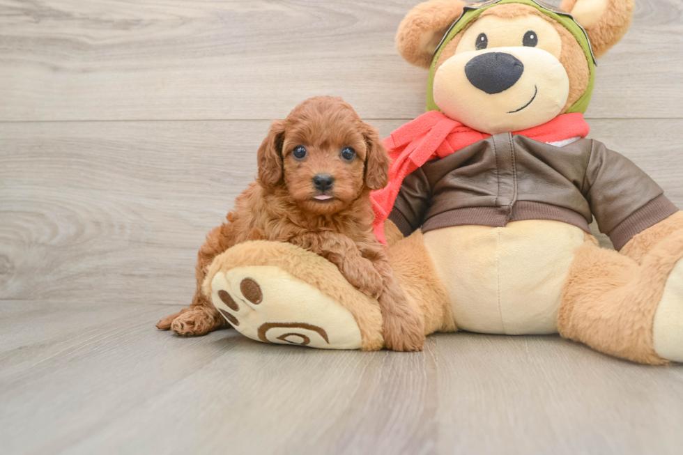 Playful Cavapoodle Poodle Mix Puppy