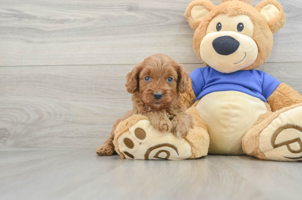 5 week old Cavapoo Puppy For Sale - Pilesgrove Pups