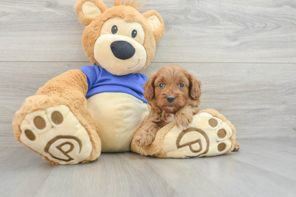 Best Cavapoo Baby