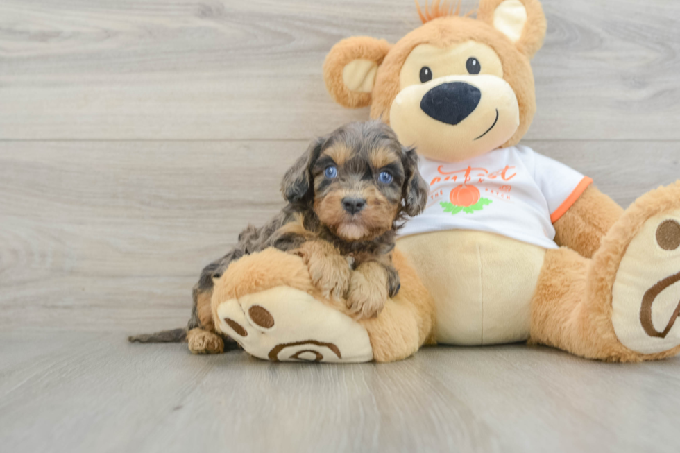 Cavapoo Puppy for Adoption