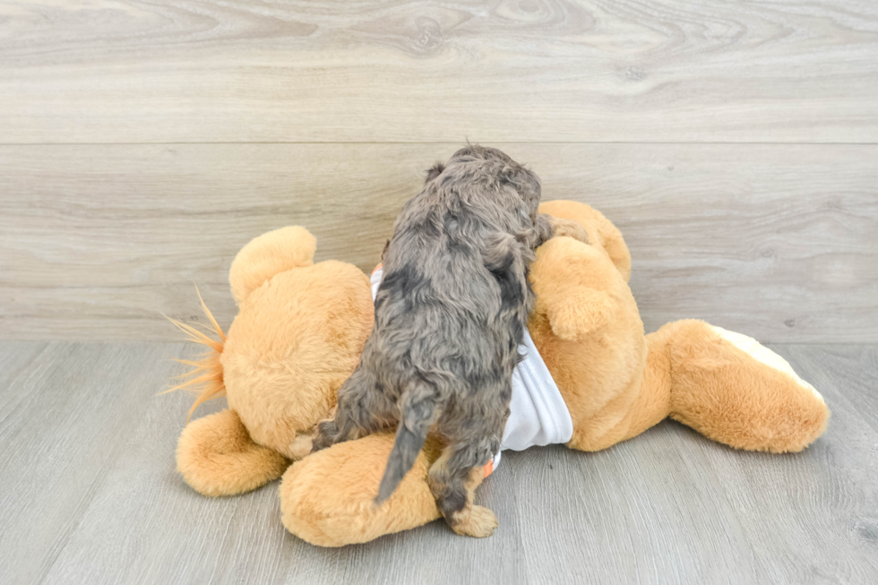 Cavapoo Puppy for Adoption