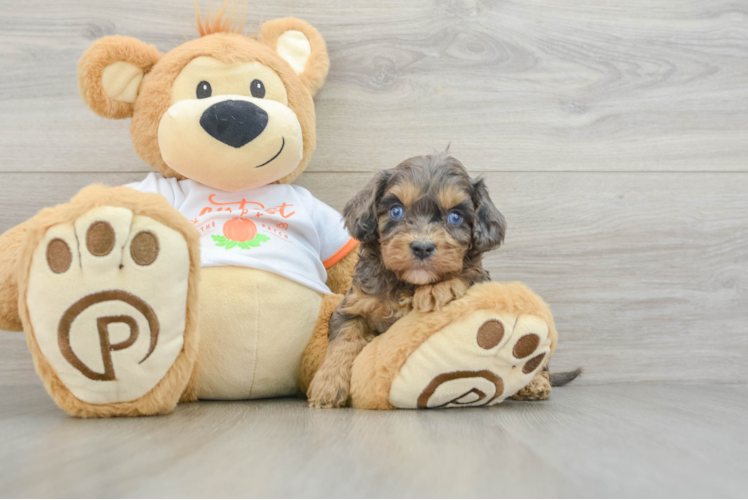 Cavapoo Pup Being Cute
