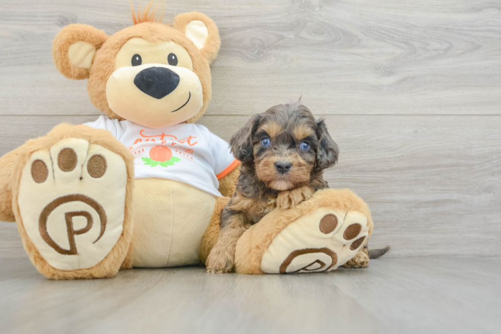 Cavapoo Pup Being Cute